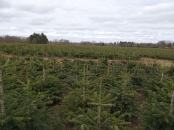 Fr&uuml;hling 2021 - Tannenplantage